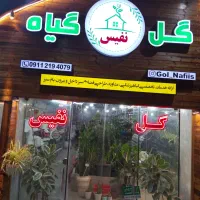 گل و گیاه نفیس بار جدید رسید