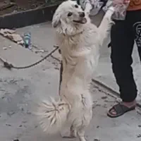 واگذاری سگ