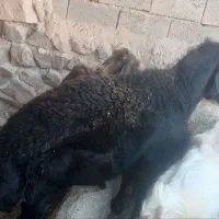 قوچ همو