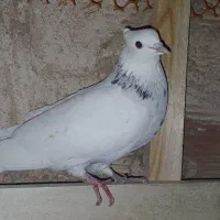 طوقی ماده|پرنده|بندر ماهشهر, |دیوار