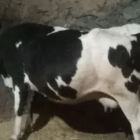 گاو فول گوشت|حیوانات مزرعه|سارال, |دیوار