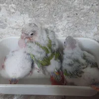 جوجه گرینچیک