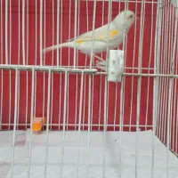 قناری مزاییکی ماده|پرنده|مشهد, امامیه (شهرک غرب)|دیوار