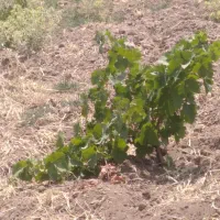 باغ وزمین|فروش دفتر صنعتی، کشاورزی، تجاری|کامیاران, |دیوار