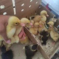 جوجه اردک پکنی محلی یک روزه