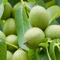 نهال گردوی تویسرکان