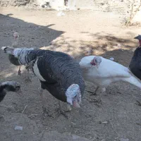 بوقلمون نر و ماده جوان|حیوانات مزرعه|تاکستان, |دیوار