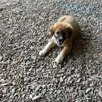 توله سگ ماده نژاد میکس گلدن و اشپیتز