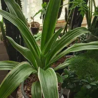 گل خاص|گل و گیاه طبیعی|محلات, |دیوار