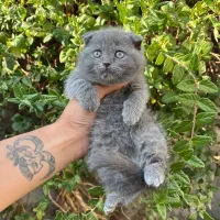 مناسب ترین پت آپارتمانی اسکاتیش|گربه|قائم‌شهر, |دیوار