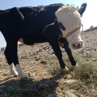 جلب سیمینال|حیوانات مزرعه|فاریاب, |دیوار