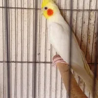 عروس هلندی جفت