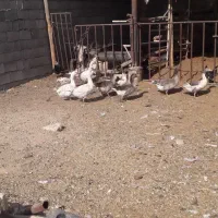 غاز|حیوانات مزرعه|قهدریجان, |دیوار