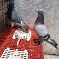 نر و ماده پلاکی