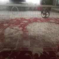 قفسه پرنده