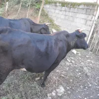 گاو چالوسی ابستن|حیوانات مزرعه|توتکابن, |دیوار