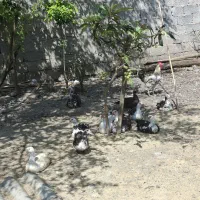 ۹تااردک اسرائیلی نروماده