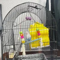 کوتوله برزیلی|پرنده|قم, شاه سید علی|دیوار