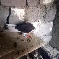 کبوتر|پرنده|سنندج, |دیوار