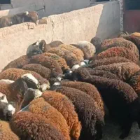خرید فروش گوسفنده زنده