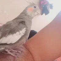 عروس هلندی و کوتوله سخنگو|پرنده|زاهدان, |دیوار