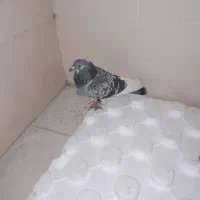 پلاکی گرفتم