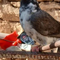 کبوتر پرشی|پرنده|مسجد سلیمان, |دیوار