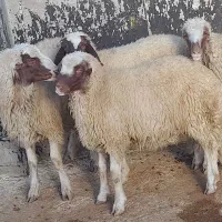 بره قوچ کری بدون گوش|حیوانات مزرعه|گهواره, |دیوار