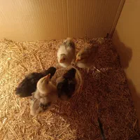 جوجه برهما|حیوانات مزرعه|کازرون, |دیوار