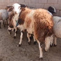 شیشک پلنگی قوچ