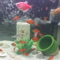 پلاتی ۱۰ عدد|ماهی|تهران, جوادیه|دیوار