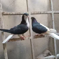 کبوتر|پرنده|الوند, |دیوار