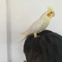 عروس هلندی رام رام|پرنده|بوکان, |دیوار