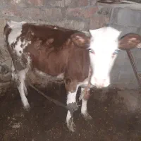 گوساله ماده