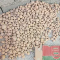فروش سیب زمینی بذری برای کشت ساردو