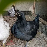 مرغ وخروس گلین اصل،چهل تاج،طوسی،ریش و کاکل فول|حیوانات مزرعه|طرقبه, |دیوار