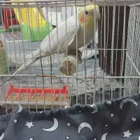 عروس هلندی لوتینو نر سخنگو