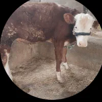 گوساله نر ۱۰ ماهه