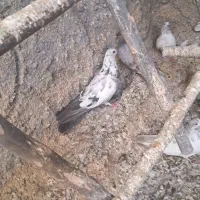 اصفهانی معاوضه با سهره خاکی|پرنده|اصفهان, ارغوانیه|دیوار