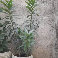 گل ژاله قیمت ۴۰۰ هزار تومان