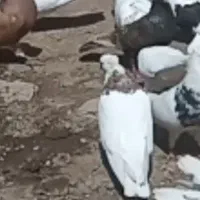 کبوترماده طوق طلایی اصل پاک وتعدادی کبوترطوق نقابی|پرنده|کرمانشاه, |دیوار