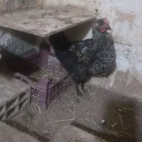 ۱عدد جوجه مرغ ۳ماهه ۱عدد خروس ۵ماهه سیاه|حیوانات مزرعه|مشهد, سجادیه|دیوار