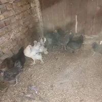 جوجه آراکانا و لاکنزی تخم آبی|حیوانات مزرعه|مشهد, طرق|دیوار