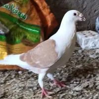 چند عدد کبوتر