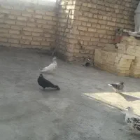 کفتر زاغ گمشده به یابنده مژدگانی میدم درکردآباد|حیوانات|اصفهان, کردآباد|دیوار