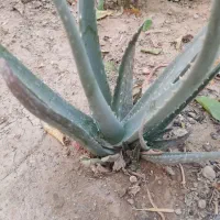 گل‌های طبیعی شاداب|گل و گیاه طبیعی|نجف‌آباد, قلعه سفید|دیوار