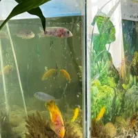 فروش ماهی آکواریوم