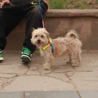 سگ شیتزو تریر ۱ ساله