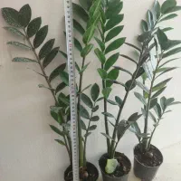 زاموفیلیا حراجی با کیفیت و رشد انفجاری|گل و گیاه طبیعی|کرج, اسلام‌آباد|دیوار