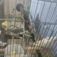 عروس هلندی|پرنده|خرمدره, |دیوار